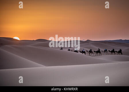 Kamel Linien auf Sonnenuntergang Stockfoto