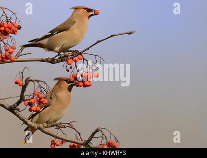 Bohemian Waxwing Bombycilla garrulus -, zwei waxwings auf der Rowan Tree in Winter. Stockfoto