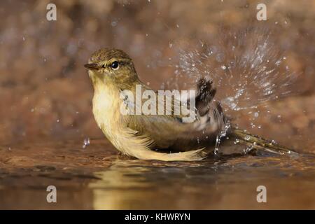 Kanarische Inseln - Chiffchaff Phylloscopus canariensis im kleinen Teich auf der Insel Teneriffa (Kanarische Inseln) Stockfoto
