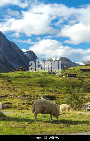 Norwegische alpine Schafe Grün essen frisches Gras an einem Berghang in Norwegen mit Postkarte Ansicht des traditionellen Holzhütten im Hintergrund. Stockfoto