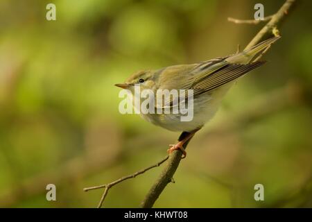 Wood Warbler - Phylloscopus sibilatrix ist das Hocken auf dem Zweig. Kleiner Wald Vogel sitzt auf dem Zweig mit grünen und blauen Hintergrund und mit Gree Stockfoto