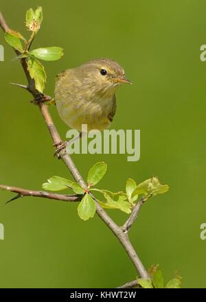 Gemeinsame Chiffchaff (Phylloscopus collybita) sitzen auf der Spring Branch, grün isoliert Hintergrund, Porträt Stockfoto