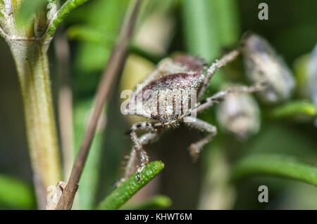 Nahaufnahme einer schlehe Bug (Dolycoris baccarum) Stockfoto