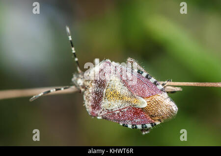 Nahaufnahme einer schlehe Bug (Dolycoris baccarum) Stockfoto