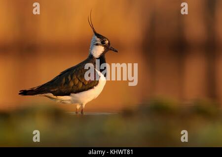 Northern Kiebitz, Vanellus vanellus Portrait, befinde sich im Wasser bald am Morgen Stockfoto