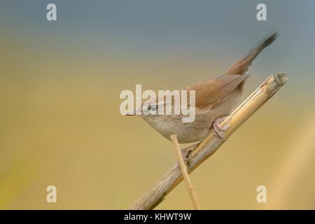 Seidensänger Warbler (Cettia cetti) sitzen auf dem Zweig mit schönen Hintergrund. Stockfoto