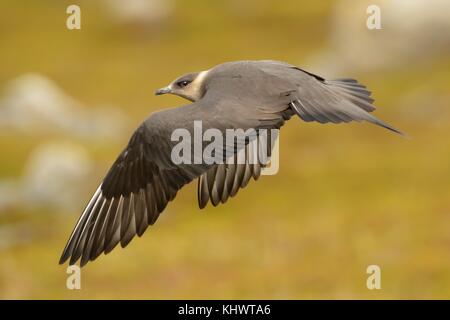 Parasitäre Jaeger-Eulen parasiticus, große braune Vogel fliegen und Sitzen über die Wiese in Norwegen in der Nähe von seacost. Zwei lange graue Flügel und Schwanz. Stockfoto