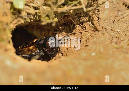 Das Feld Kricket - Gryllus campestris in seinem Graben. Schwarz Kricket auf dem Braunen hellen Ton. Stockfoto