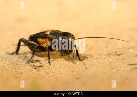 Das Feld Kricket - Gryllus campestris auf den Tod. Schwarz Kricket auf dem Braunen hellen Ton. Stockfoto