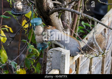 Graue Eichhörnchen auf einem Garten Futterhaus, London England United Kingdom UK Stockfoto
