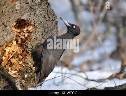 Schwarzspecht (Dryocopus martius) sitzen auf dem Baumstumpf und Küsschen im Winter Stockfoto