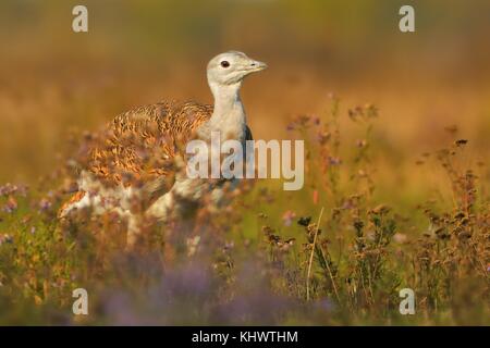 Großtrappe (Otis tarda) sitzen auf der Wiese mit schönen orangefarbenen Hintergrund am Morgen in Ungarn. Stockfoto