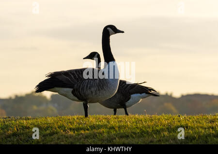 Canada Gänse am Walthamstow Feuchtgebiete, London, England, Vereinigtes Königreich, Großbritannien Stockfoto