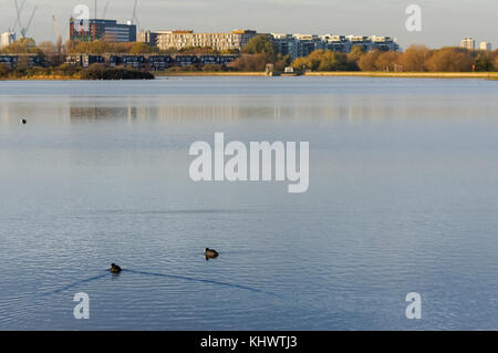 Blick über Osten Warwick Reservoir an Walthamstow Feuchtgebiete, London, England, Vereinigtes Königreich, Großbritannien Stockfoto