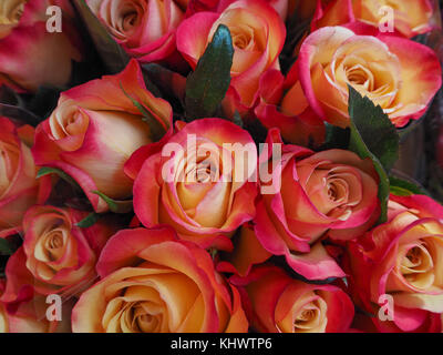 Rosen aus der französischen Farmers Market Stockfoto