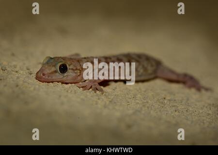 Mediterranes Haus Gecko (Hemidactylus turcicus) im Stein in der Nacht in Kroatien. Stockfoto