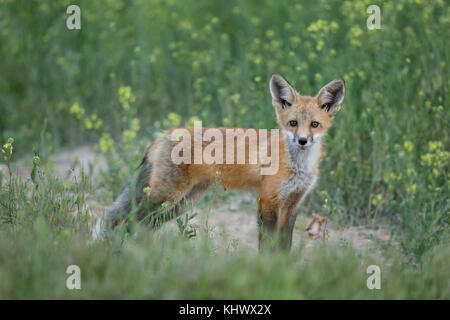 Red Fox pup in den Bighorn Basin in Wyoming Stockfoto