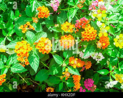 Lantana camara Mix light pink orange im eigenen Garten Stockfoto