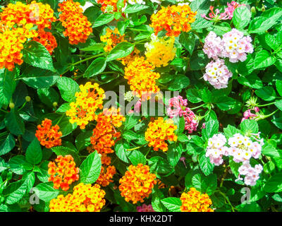 Lantana camara Mix light pink orange im eigenen Garten Stockfoto