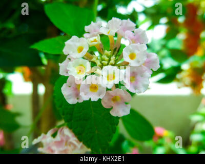 Lantana camara Mix light pink weiss gelb im Garten Stockfoto