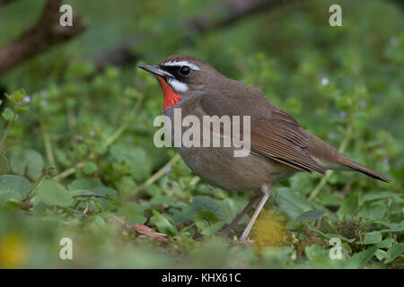 Sibirische rubythroat (Luscinia Calliope), Männchen, extrem seltene winter Gast in Westeuropa, ersten Datensatz in den Niederlanden, Wildlife, Europa. Stockfoto