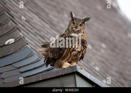 Uhu/Europäischer Uhu (Bubo bubo) erwachsenen Mann, sitzend, thront, umwerben auf einem Dach, alte Kirche, neugierig, sieht lustig, wildli Stockfoto