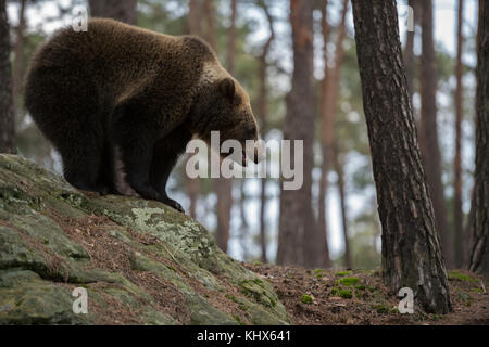 Braunbärr ( Ursus arctos ), junger Jugendlicher, der die Umgebung erkundet, hoch oben auf einigen Felsen in einem Pinienwald steht, Europa beobachtet. Stockfoto
