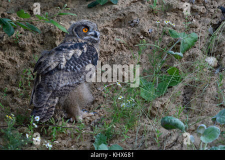 Uhu/europäischer Uhu (Bubo bubo), junges Küken, Owlet Erforschen ihrer Umgebung, in der Dämmerung, Wildlife, Europa. Stockfoto