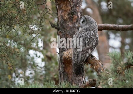 Bartkauz/Bartkauz (Strix Nebulosa) in einer Kiefer, Jagd, gut getarnt, wacht über seine Schulter, Europa thront. Stockfoto