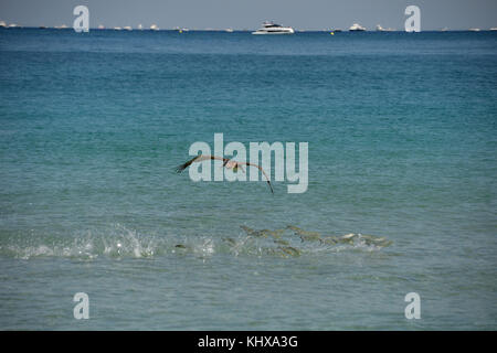 FORT LAUDERDALE, FL - MAI 06: Pelican jagt und fängt Fisch auf der Ford Lauderdale Air Show am 6. Mai 2017 in Fort Lauderdale, Florida Menschen: Pelican Stockfoto