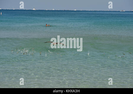 FORT LAUDERDALE, FL - MAI 06: Pelican jagt und fängt Fisch auf der Ford Lauderdale Air Show am 6. Mai 2017 in Fort Lauderdale, Florida Menschen: Pelican Stockfoto