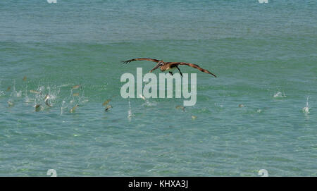 FORT LAUDERDALE, FL - MAI 06: Pelican jagt und fängt Fisch auf der Ford Lauderdale Air Show am 6. Mai 2017 in Fort Lauderdale, Florida Menschen: Pelican Stockfoto