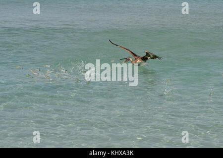 FORT LAUDERDALE, FL - MAI 06: Pelican jagt und fängt Fisch auf der Ford Lauderdale Air Show am 6. Mai 2017 in Fort Lauderdale, Florida Menschen: Pelican Stockfoto