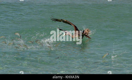 FORT LAUDERDALE, FL - MAI 06: Pelican jagt und fängt Fisch auf der Ford Lauderdale Air Show am 6. Mai 2017 in Fort Lauderdale, Florida Menschen: Pelican Stockfoto