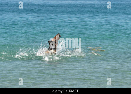 FORT LAUDERDALE, FL - MAI 06: Pelican jagt und fängt Fisch auf der Ford Lauderdale Air Show am 6. Mai 2017 in Fort Lauderdale, Florida Menschen: Pelican Stockfoto