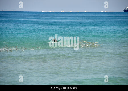 FORT LAUDERDALE, FL - MAI 06: Pelican jagt und fängt Fisch auf der Ford Lauderdale Air Show am 6. Mai 2017 in Fort Lauderdale, Florida Menschen: Pelican Stockfoto