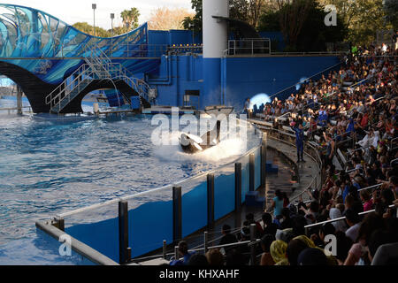 Orlando, FL - Dezember 20: belagert Themenpark Seaworld hat seine erste große pr-Angriff gegen Blackfish in einem Versuch, fast 12 Monate der Schäden, die durch die Abkühlung Dokumentarfilm, der das Aquarium 39-Behandlung von Orcas in Gefangenschaft aufzeichnete kompensiert. Hit mit Stornierungen von hochkarätigen Darstellern und Schule Exkursionen, mit aggressiven Tier aktivistische Kampagnen und eine angeschlagene gekoppelt, das Orlando-basierte Marine Park hat vollständig platziert - Seite ads in acht der größten Zeitungen des Landes, ihre Whale Practices rationalisieren." Die "Offenen Brief von Seaworld Stockfoto