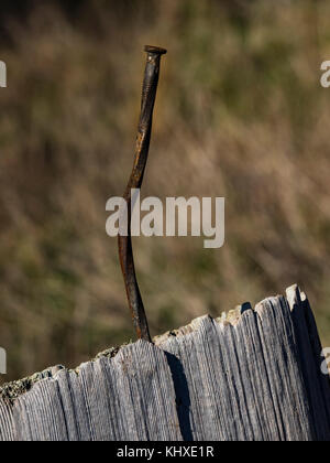 Eine verdrehte Alter rostiger Nagel in einer alten Zeder post. Stockfoto