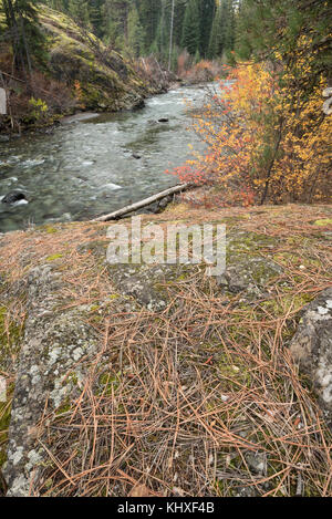 Ponderosa Pine Needles auf einem Felsblock neben der Imnaha River in Oregon Wallowa Mountains Stockfoto