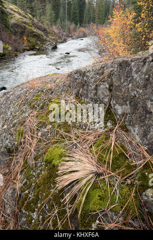 Ponderosa Pine Needles auf einem Felsblock neben der Imnaha River in Oregon Wallowa Mountains Stockfoto