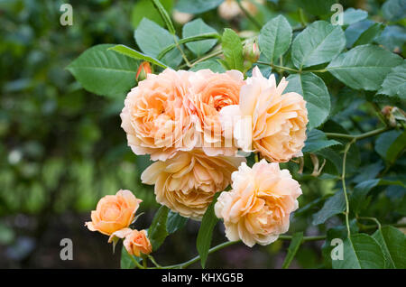 Rosa Gnade" auskeppy 'Blumen. Stockfoto