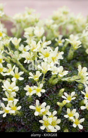 Blumen Aster partakus' wächst in einer geschützten Umgebung. Stockfoto