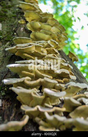 Holz parasitäre Pilze wachsen auf einen alten Baum in einer großen Gruppe Stockfoto