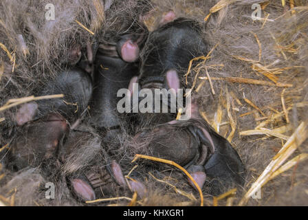 Neugeborene Kaninchen aus dunkler Farbe liegen in einem Nest aus Stroh und warmen Flusen Stockfoto