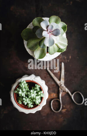 Sukkulenten in konkrete Blumentopf und alte Schere auf Rusty Hintergrund. Ansicht von oben, selektiver Fokus Stockfoto