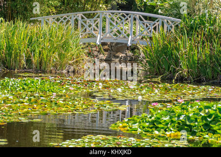 Fußgängerbrücke über den Seerosenteich in den Royal Tasmanian Botanical Gardens im Queens Domain - Hobart, Tasmanien, Australien Stockfoto