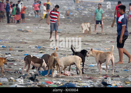 Packung mit Street Dogs Auswaschung durch Müll am Strand, versova Mumbai, Indien Stockfoto
