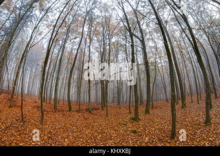 Buchenholz voderady - große Buche Wald mit seltenen Pflanzen- und Tierarten. Stockfoto