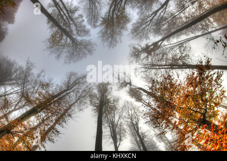 Misty Haze in einem Buchenwald im Herbst - Ansicht von unten Stockfoto