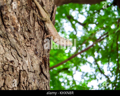 Lizard verstecken und am Baum hängen und um Bereich und Blur green leaf Hintergrund Stockfoto